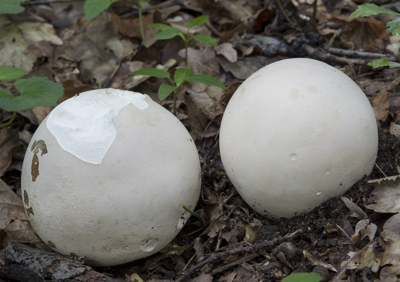 Calvatia gigantea